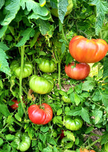 Charger l'image dans la galerie, Tomate Mémé de Beauce