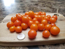 Charger l'image dans la galerie, Tomate cerise Orange SunGold (Bonbon)
