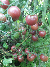Charger l'image dans la galerie, Tomate cerise noire