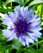 Charger l'image dans la galerie, Centaurées mixtes