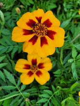 Load image into Gallery viewer, French Marigold