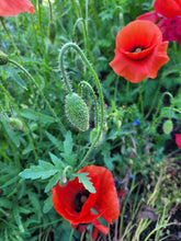 Charger l'image dans la galerie, Coquelicot rouge