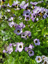 Charger l'image dans la galerie, Gilia tricolore - Yeux d'oiseau