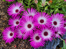 Charger l'image dans la galerie, Ice Plant mix - Ficoïde