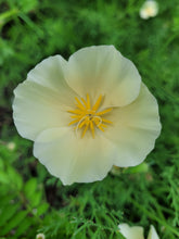 Charger l'image dans la galerie, Pavot ivoire de Californie