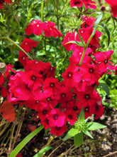 Load image into Gallery viewer, Red Drummond phlox