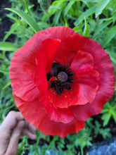 Charger l'image dans la galerie, Coquelicot rouge