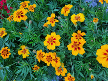Load image into Gallery viewer, French Marigold