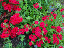 Load image into Gallery viewer, Red Drummond phlox