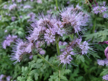 Load image into Gallery viewer, Phacelia tanacetifolia
