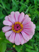 Load image into Gallery viewer, Luminosa Zinnia