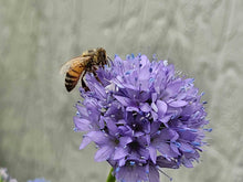 Load image into Gallery viewer, Globe Gilia