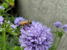 Load image into Gallery viewer, Globe Gilia