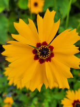 Charger l'image dans la galerie, Coréopsis Golden wave Tickseed