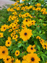 Charger l'image dans la galerie, Coréopsis Golden wave Tickseed