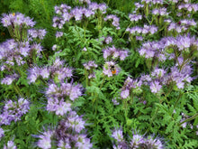Load image into Gallery viewer, Phacelia tanacetifolia