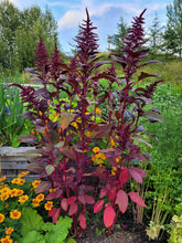 Charger l'image dans la galerie, Amarante rouge