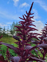 Charger l'image dans la galerie, Amarante rouge
