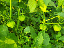 Charger l'image dans la galerie, Tomatillo vert