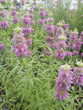 Charger l'image dans la galerie, Monarde ponctuée - Spotted Bee Balm *