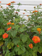 Charger l'image dans la galerie, Tournesol Mexicain - Tithonia
