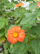 Charger l'image dans la galerie, Tournesol Mexicain - Tithonia