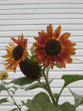 Load image into Gallery viewer, Velvet Queen Sunflower