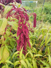 Charger l'image dans la galerie, Amarante amour saignant - queue de renard