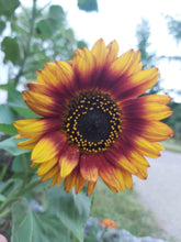 Load image into Gallery viewer, Velvet Queen Sunflower