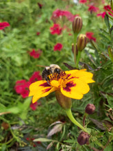 Load image into Gallery viewer, French Marigold