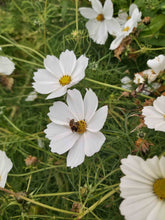 Load image into Gallery viewer, Pure White Cosmos
