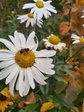 Charger l'image dans la galerie, Marguerite argentée Princess Shasta *