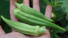 Charger l'image dans la galerie, Okra «Clemson spineless» (Gombo)