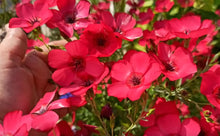 Load image into Gallery viewer, Scarlet flax