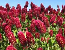 Load image into Gallery viewer, Crimson clover