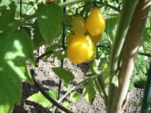 Charger l'image dans la galerie, Tomate poire jaune PearShaped