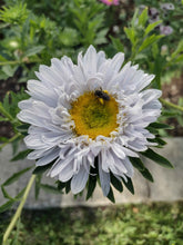 Load image into Gallery viewer, China Aster Pompon