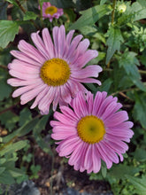 Load image into Gallery viewer, Single China Aster
