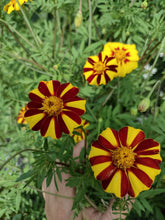 Load image into Gallery viewer, Marigold Grand Harlequin