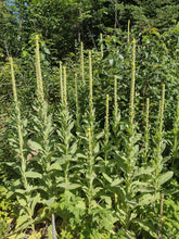 Charger l'image dans la galerie, Grande molène