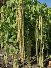 Charger l'image dans la galerie, Amarante cascade verte - Emerald Tassels