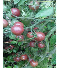 Charger l'image dans la galerie, Tomate cerise noire