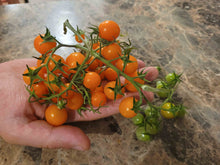 Charger l'image dans la galerie, Tomate cerise Orange SunGold (Bonbon)