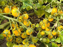 Charger l'image dans la galerie, Tomate jaune (Bonbon)
