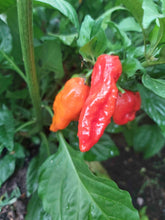 Charger l'image dans la galerie, Piment Ghost Bhut Jolokia