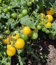 Charger l'image dans la galerie, Tomate micro-naine Birdie jaune