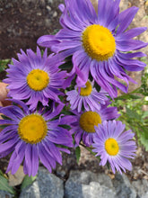 Load image into Gallery viewer, Single China Aster
