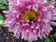 Load image into Gallery viewer, China Aster Pompon