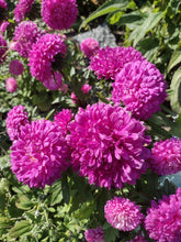 Load image into Gallery viewer, Dwarf Aster Pink Milady