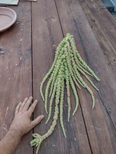 Charger l'image dans la galerie, Amarante cascade verte - Emerald Tassels